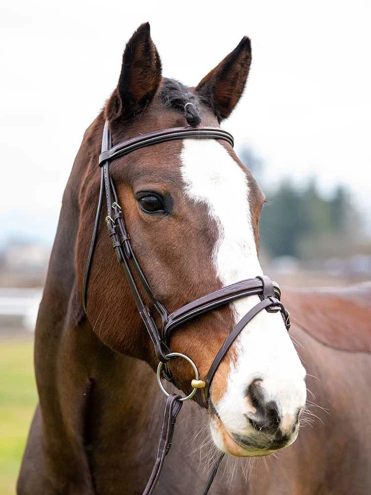 Horse Tack & Supplies