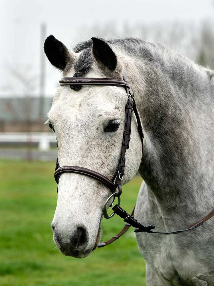 Horse Tack & Supplies