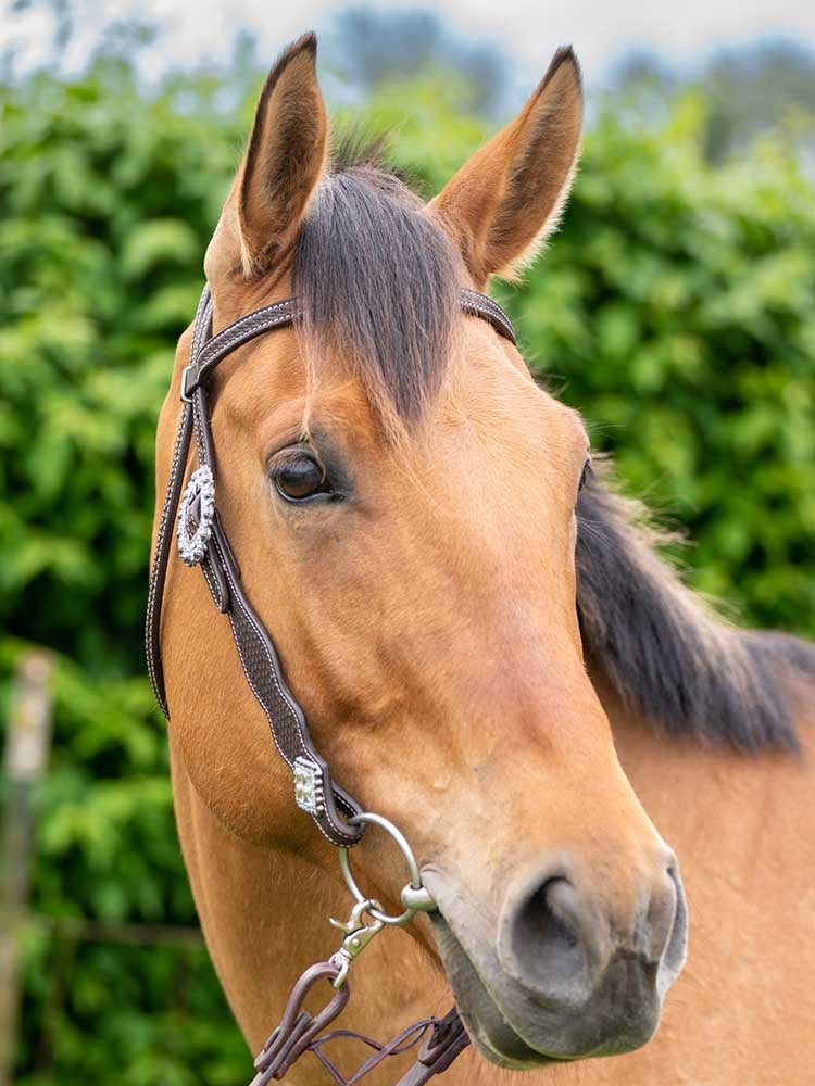 Bristol Dark Brown Western Browband Headstall with Bling
